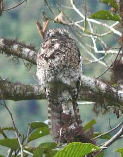 安第斯林鸱 / Andean Potoo / Nyctibius maculosus