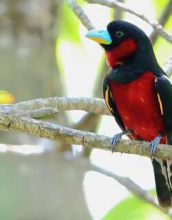 黑红阔嘴鸟 / Black-and-red Broadbill / Cymbirhynchus macrorhynchos