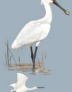 白琵鹭 / Eurasian Spoonbill / Platalea leucorodia