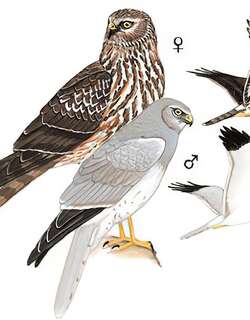 白尾鹞 / Hen Harrier / Circus cyaneus