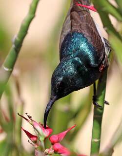 阿氏花蜜鸟 / Abbott’s Sunbird / Cinnyris abbotti