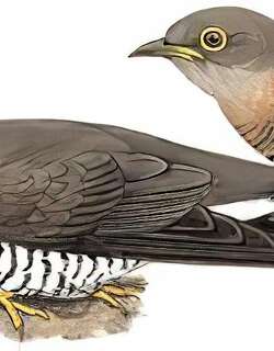 四声杜鹃 / Indian Cuckoo / Cuculus micropterus