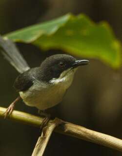 黑头娇莺 / Black-headed Apalis / Apalis melanocephala