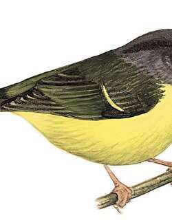 灰脸鹟莺 / Grey-cheeked Warbler / Phylloscopus poliogenys