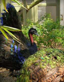 刚果孔雀 / Congo Peafowl / Afropavo congensis