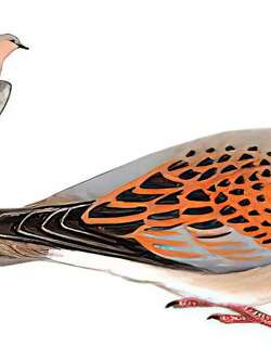欧斑鸠 / European Turtle Dove / Streptopelia turtur