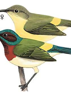 叉尾太阳鸟 / Fork-tailed Sunbird / Aethopyga christinae