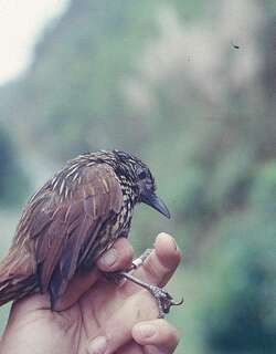 火红树猎雀 / Flammulated Treehunter / Thripadectes flammulatus
