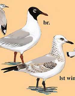 遗鸥 / Relict Gull / Ichthyaetus relictus