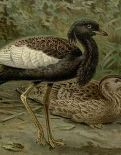 南亚鸨 / Bengal Florican / Houbaropsis bengalensis