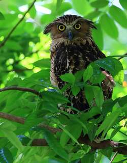 马来渔鸮 / Buffy Fish Owl / Ketupa ketupu