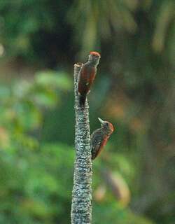红啄木鸟 / Blood-colored Woodpecker / Veniliornis sanguineus