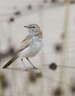 沙丘歌百灵 / Dune Lark / Calendulauda erythrochlamys