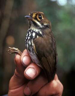 秘鲁蚁鸫 / Peruvian Antpitta / Grallaricula peruviana