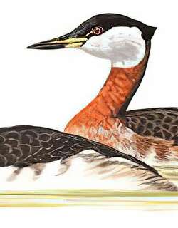 赤颈䴙䴘 / Red-necked Grebe / Podiceps grisegena