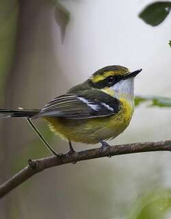 黄胸船嘴鹟 / Yellow-breasted Boatbill / Machaerirhynchus flaviventer