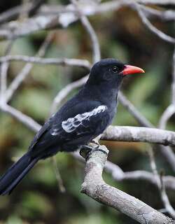 黑䴕 / Black Nunbird / Monasa atra