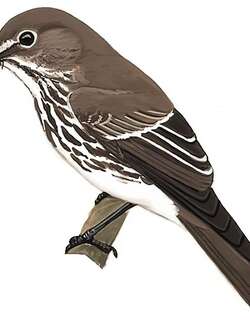 灰纹鹟 / Grey-streaked Flycatcher / Muscicapa griseisticta