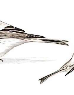 极北朱顶雀 / Arctic Redpoll / Acanthis hornemanni