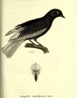 白尾伞鸟 / White-tailed Cotinga / Xipholena lamellipennis