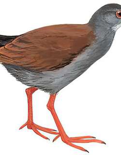 棕背田鸡 / Black-tailed Crake / Zapornia bicolor