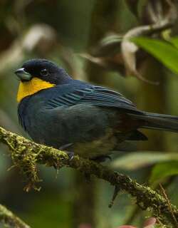 紫背彩裸鼻雀 / Purplish-mantled Tanager / Iridosornis porphyrocephalus