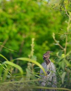 尤卡曲嘴鹪鹩 / Yucatan Wren / Campylorhynchus yucatanicus
