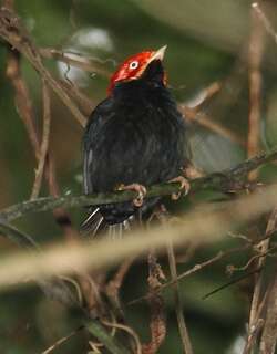 圆尾娇鹟 / Round-tailed Manakin / Ceratopipra chloromeros