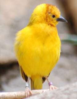 栗头金织雀 / Taveta Weaver / Ploceus castaneiceps