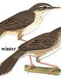 史氏蝗莺 / Pleske’s Warbler