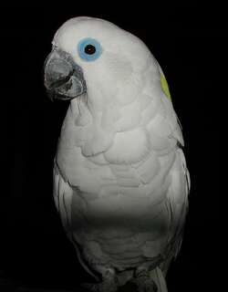 蓝眼凤头鹦鹉 / Blue-eyed Cockatoo / Cacatua ophthalmica