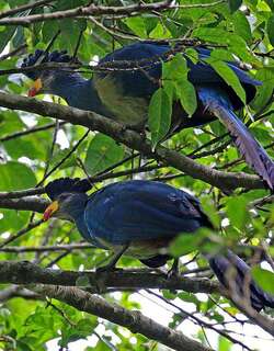 蓝蕉鹃 / Great Blue Turaco / Corythaeola cristata