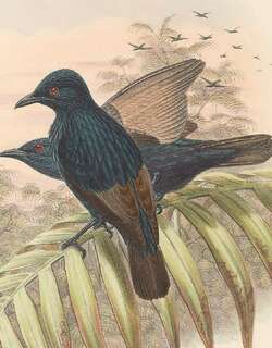 褐翅辉椋鸟 / Brown-winged Starling / Aplonis grandis