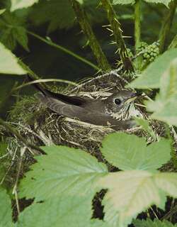 灰颊夜鸫 / Grey-cheeked Thrush / Catharus minimus