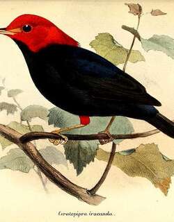 红角娇鹟 / Scarlet-horned Manakin / Ceratopipra cornuta