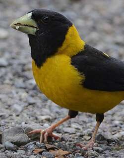 黄腹拟蜡嘴雀 / Black-and-yellow Grosbeak / Mycerobas icterioides