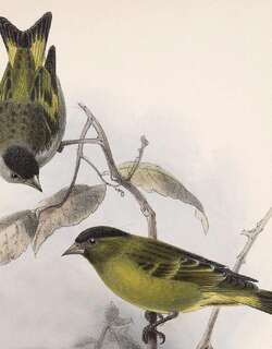 黑顶金翅雀 / Black-capped Siskin / Spinus atriceps
