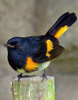橙尾鸲莺 / American Redstart / Setophaga ruticilla