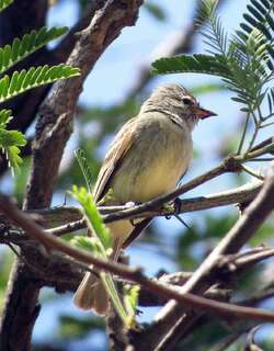北无须小霸鹟 / Northern Beardless Tyrannulet / Camptostoma imberbe