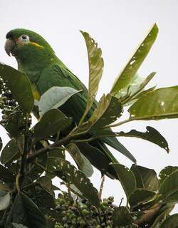 金羽鹦哥 / Golden-plumed Parakeet / Leptosittaca branickii