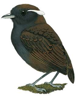 蓝灰食蚊鸟 / Slaty Gnateater / Conopophaga ardesiaca