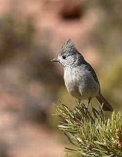 林山雀 / Juniper Titmouse / Baeolophus ridgwayi