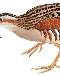 长脚秧鸡 / Corn Crake / Crex crex