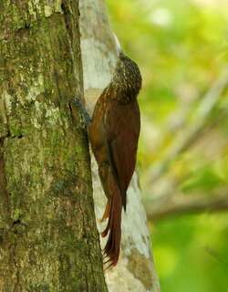 亚马孙䴕雀 / Zimmer’s Woodcreeper / Dendroplex kienerii