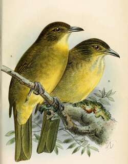 芬氏冠鹎 / Finsch’s Bulbul / Iole finschii