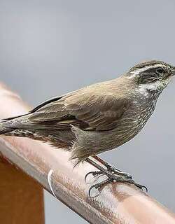 暗腹抖尾地雀 / Dark-bellied Cinclodes / Cinclodes patagonicus