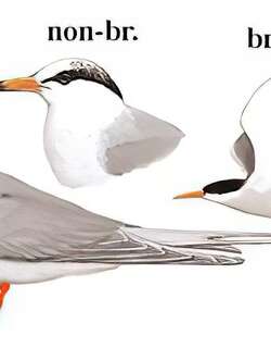 黄嘴河燕鸥 / River Tern / Sterna aurantia