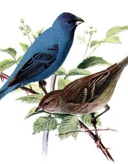 靛蓝彩鹀 / Indigo Bunting / Passerina cyanea
