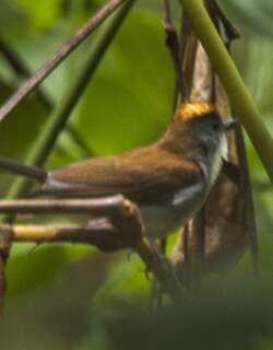 红冠鸲鸫 / Fire-crested Alethe / Alethe castanea