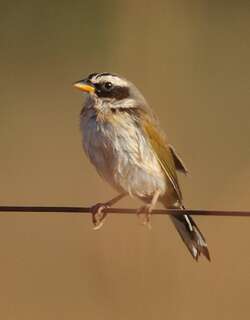 花脸雀 / Black-masked Finch / Coryphaspiza melanotis